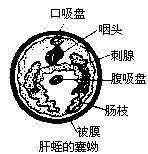 夜间模式 无图模式 a- a a  目录  概述 原理   囊蚴为扁形动物门吸虫