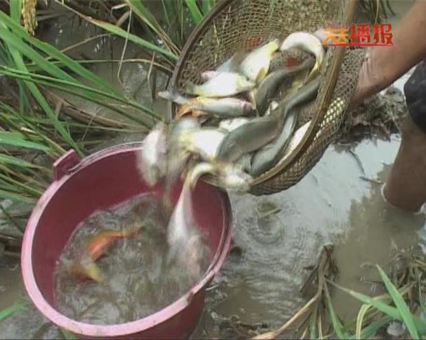 什么鱼叫禾花鱼