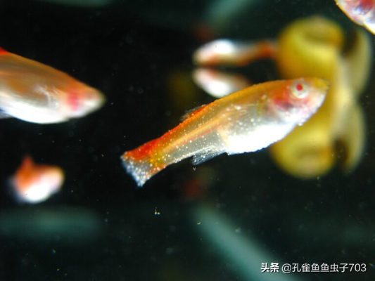 宣化哪里有賣魚缸的地方呀圖片視頻（宣化哪里有賣魚缸的地方呀圖片視頻大全） 觀賞魚市場（混養(yǎng)魚）