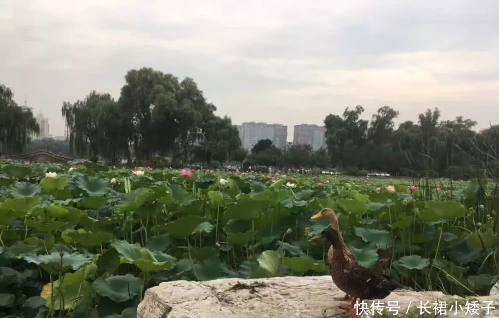 社保卡怎么补办