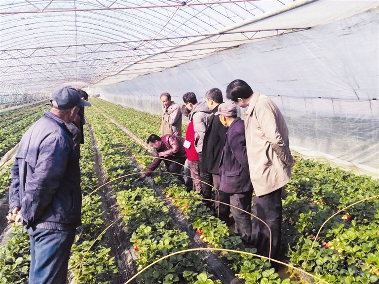 种植户眼里的草莓安全