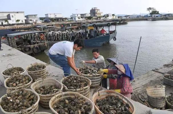 怎么養(yǎng)出大寬體紅龍魚視頻講解一下（怎么養(yǎng)出大寬體紅龍魚視頻講解一下）