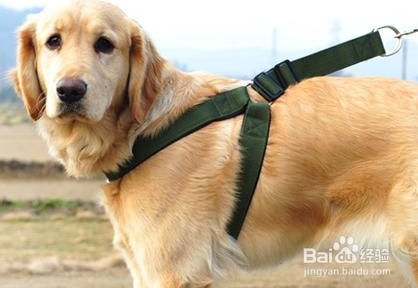 狗链子怎么套图解_360问答