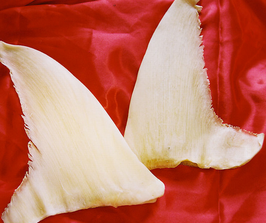 鱼翅是什么样子的_360问答