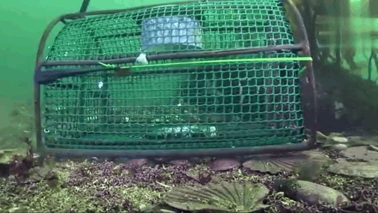男子在网箱放入诱饵投入海底做实验,可接下来这一幕让他傻眼了