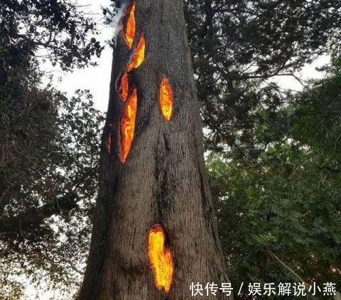 大树着火,男子看到吓得立马报警,警察来到后直接把他带走了