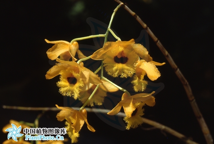 被子植物门 纲:单子叶植物纲 科:兰科 亚科:兰亚科 族:树兰族 属:石斛