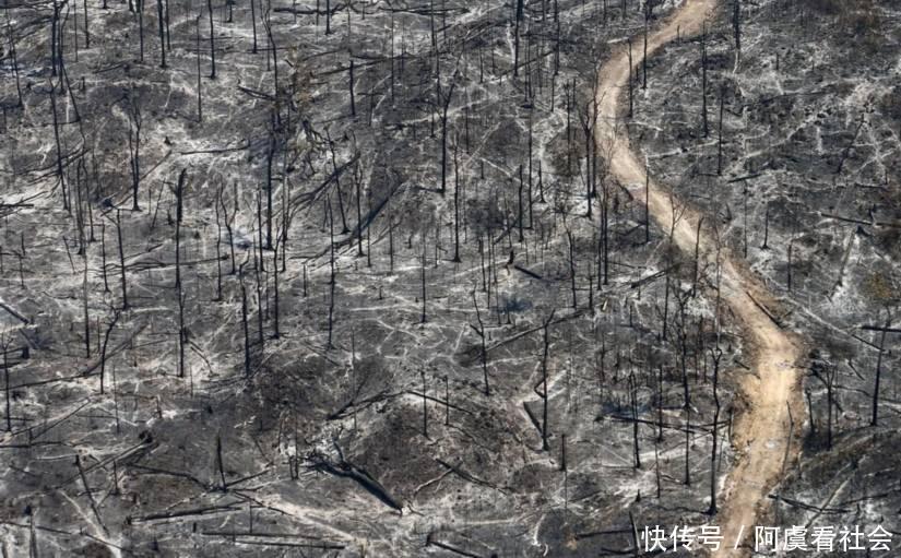 近30年来巴西森林面积减少了53.16万平方公里