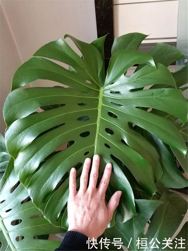 龟背竹怎么养又直又高 t01da50d6b1ed99e5b1.jpg