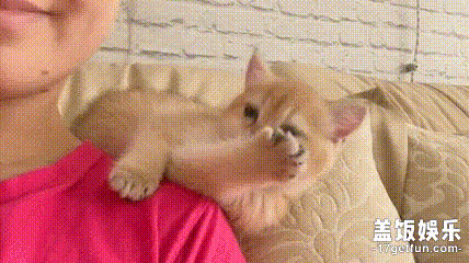 这个世界上,难道还有比小奶猫更可爱的动物吗?