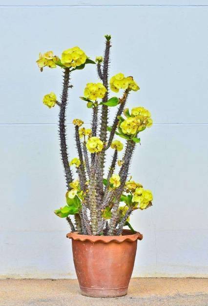 如何救,如何救活?快死掉的盆栽,四招教你轻松