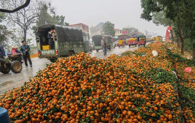 橘子太多,堆积在路边无人理,0.25元每斤仍滞销