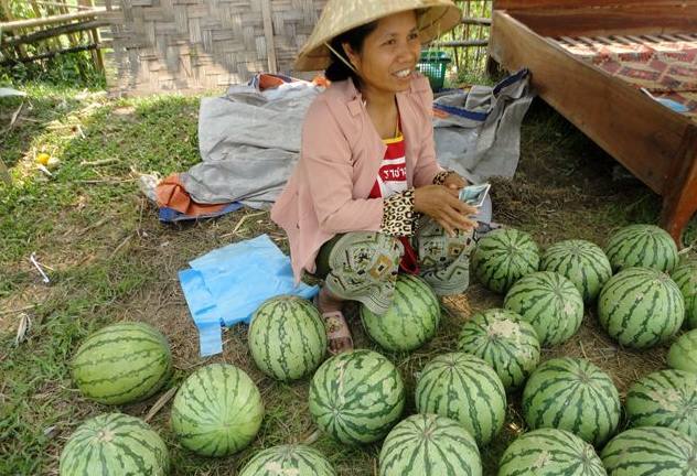 越南西瓜面临无人收购，只因中国人到老挝租田种瓜，越南瓜农很急