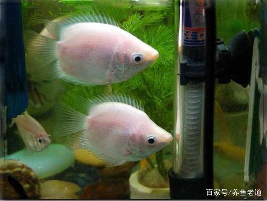 魚(yú)缸裝了殺菌燈還用換水嗎（魚(yú)缸裝了殺菌燈還用換水嗎視頻） 噴點(diǎn)菠蘿魚(yú)