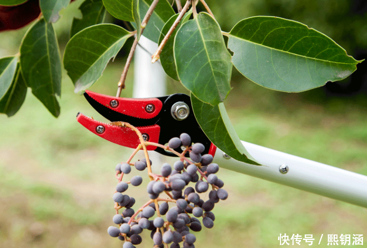 可伸缩高枝剪,剪摘水果锯树枝,剪摘锯三用,再也