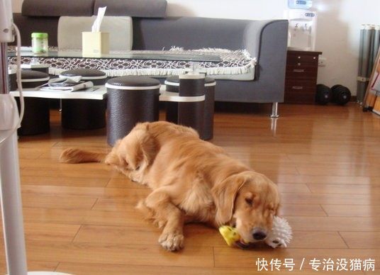 金毛意外被偷走急坏主人,结果这货反偷了小贼