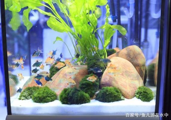 七彩神仙魚魚苗（七彩神仙魚魚苗身體發(fā)黑什么原因）