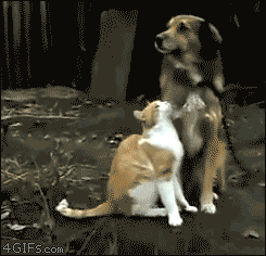 t01dc788f2fe84d3dc2.gif?size=245x236