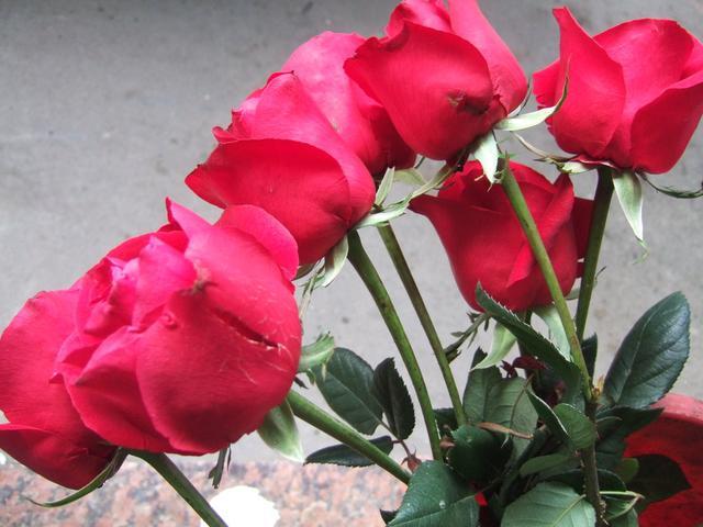 月季与玫瑰的区别视频 t01dc7b7f2fc23c832c.jpg?size=640x480
