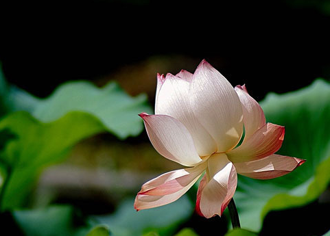 怎么把图片颜色变淡ps让图片变淡的超简单方