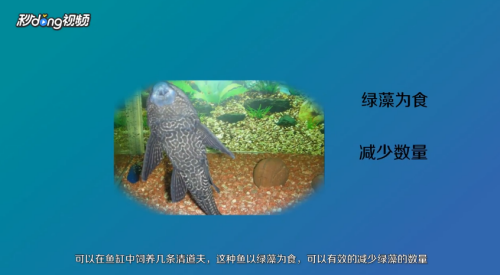 金龍魚怎么涂色好看（金龍魚怎么涂色好看圖片）