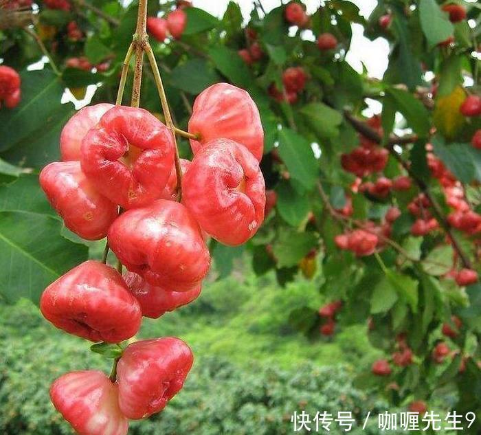 农民种植来自马来西亚的“它”一斤卖十元,一年可赚几十万!