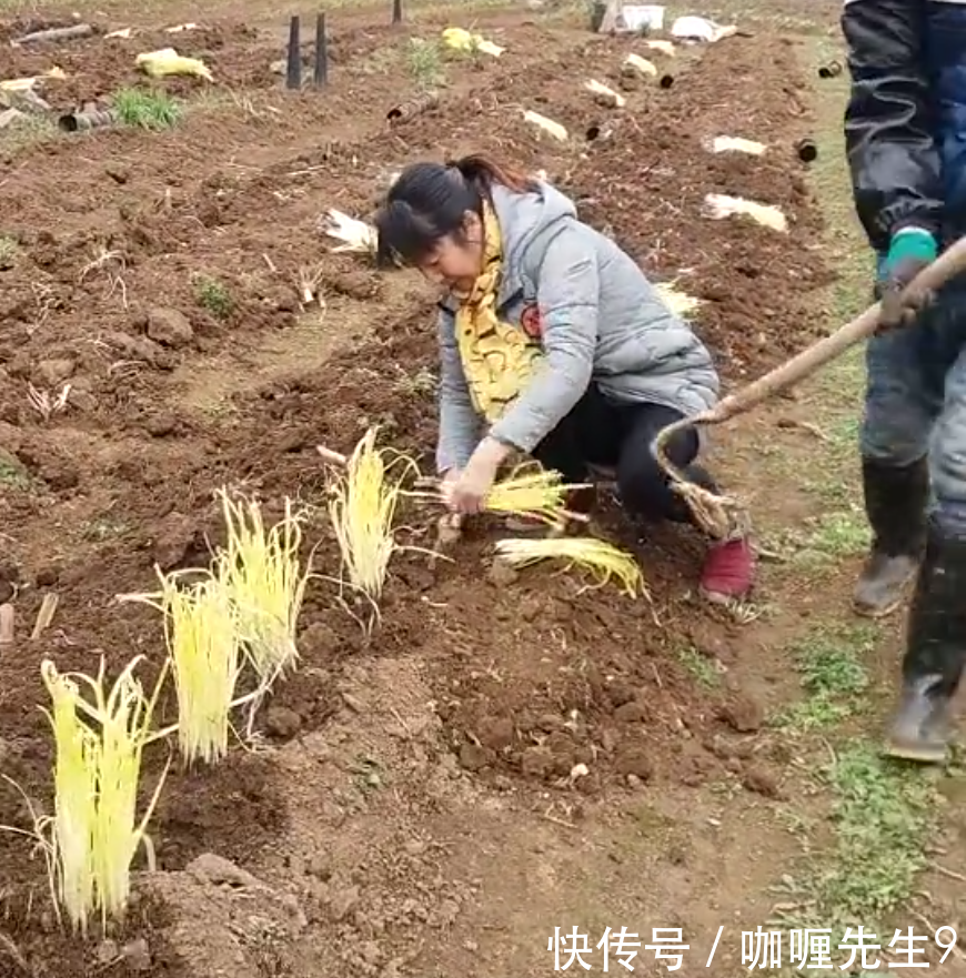 农民把韭菜变韭黄就多一个动作,连小孩都会做,收益就能翻倍!