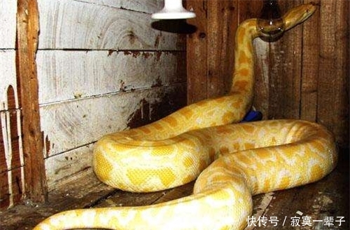世界最长“巨蟒”,藏身于紫禁城内,现今已有612岁高寿! 澳门百家乐博彩