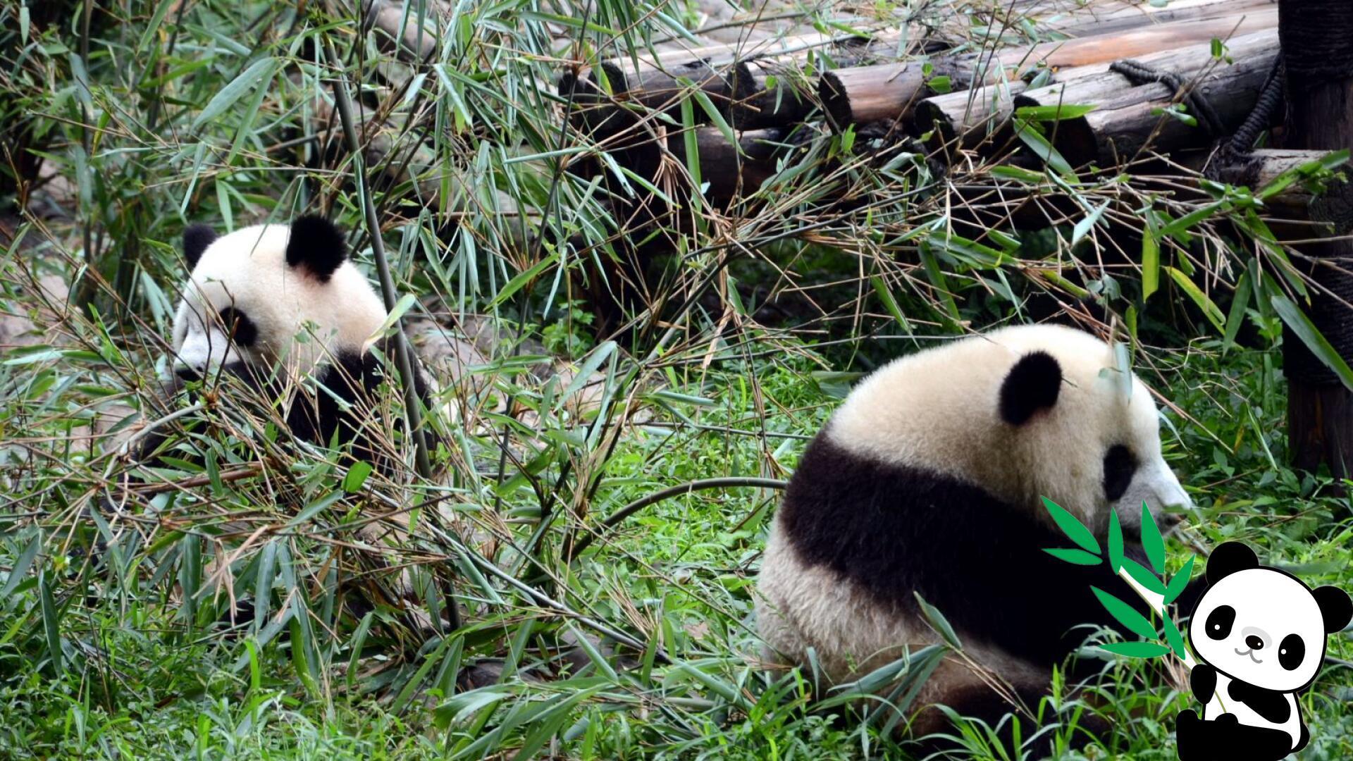 外媒:中国野生大熊猫生存环境改善 仍需更多保护