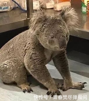 澳大利亚大火有多厉害