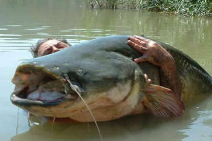 世界十大最凶猛淡水鱼:十大最凶猛淡水鱼排名