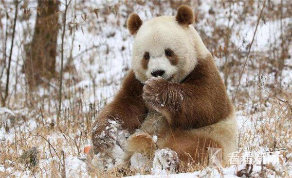 全球唯一棕色大熊猫 终于能拍彩色照片了！【图】