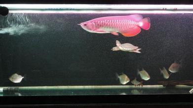 什么龟可以和热带鱼混养_360问答