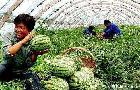 西瓜分公母,母的最甜!教你简单3个窍门,轻松挑出香甜的母瓜