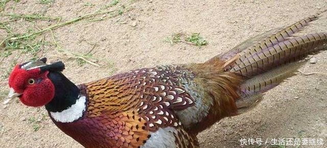 野鸡窝一般在什么地方_【快资讯】