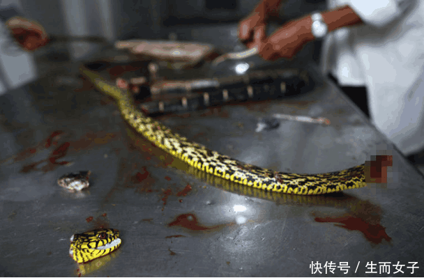 男子去“屠蛇村”旅游, 蛇见了当地人转身就逃 网友: 会遭报应