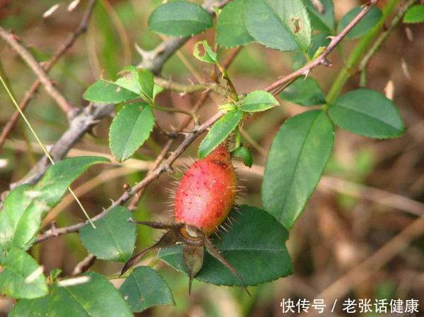 女人有阴道炎?白开水里撒点它,排毒消炎,妇科