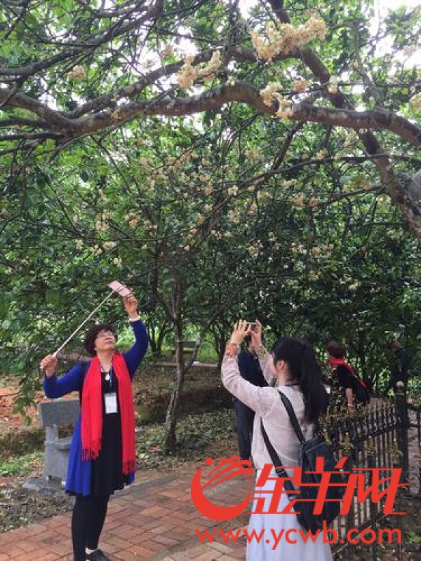 化州7万亩化橘红吐蕊争艳游人如织赏橘红花 - 化州信息网