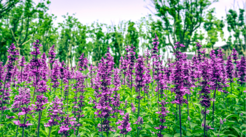 醉美人间四月天,还不迅速切换到赏花模式?