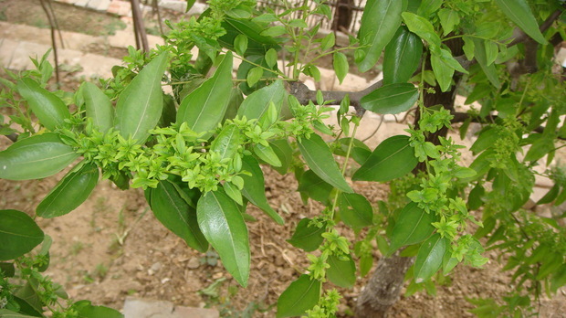 求教:枣树开花后长出小的新叶子.