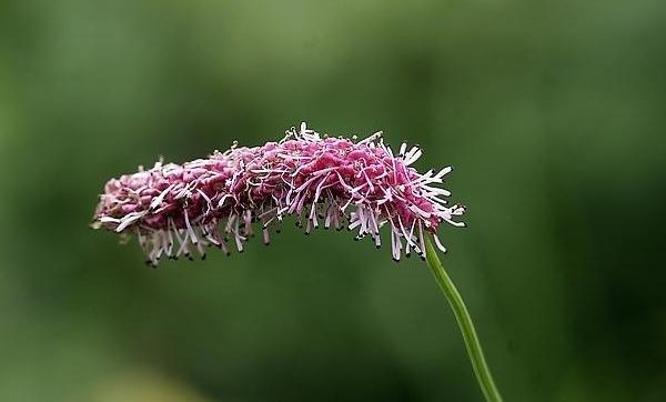 直穗粉花地榆