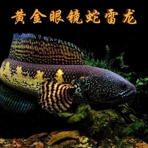 紅龍魚側(cè)游怎么回事視頻（紅龍魚側(cè)游怎么回事視頻教程）