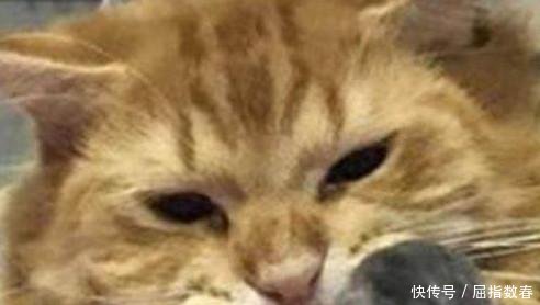 表情将小奶猫给橘猫,但它用主人元宵节祝福表情图告诉1主人隔壁图片