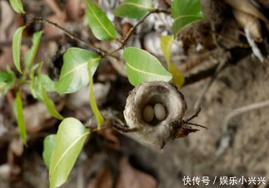 蜂鸟巢精致到只有手指头大,却很容易被捣碎 美高梅在饯4688