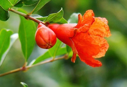 怎么在家里种植石榴盆栽_360问答