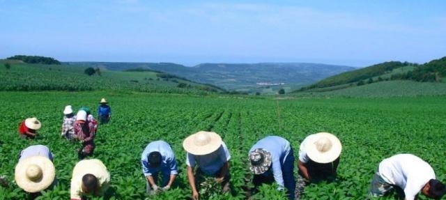 什么是农村合作社