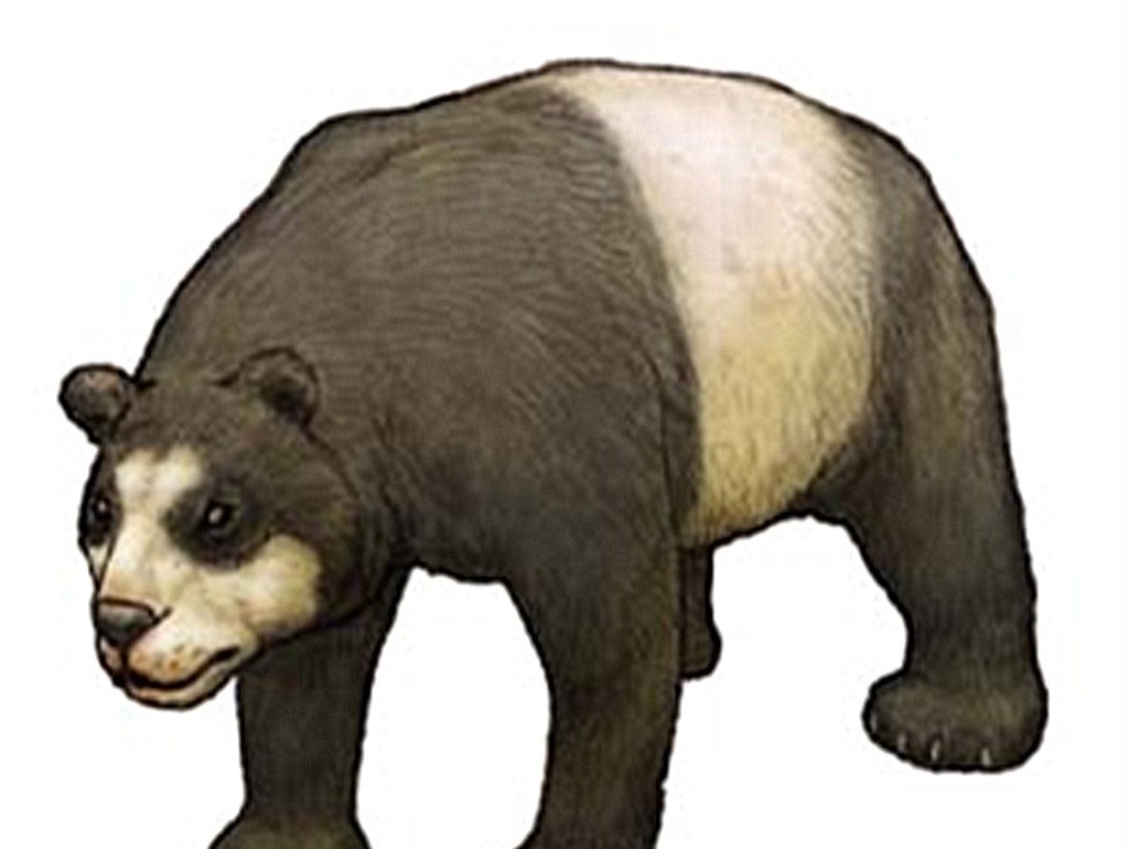 大熊猫先祖分布广泛,不但凶猛吃肉,而且比现