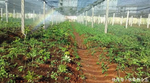 2018年回农村各行各业有什么样的发展?适合年轻人回乡吗?