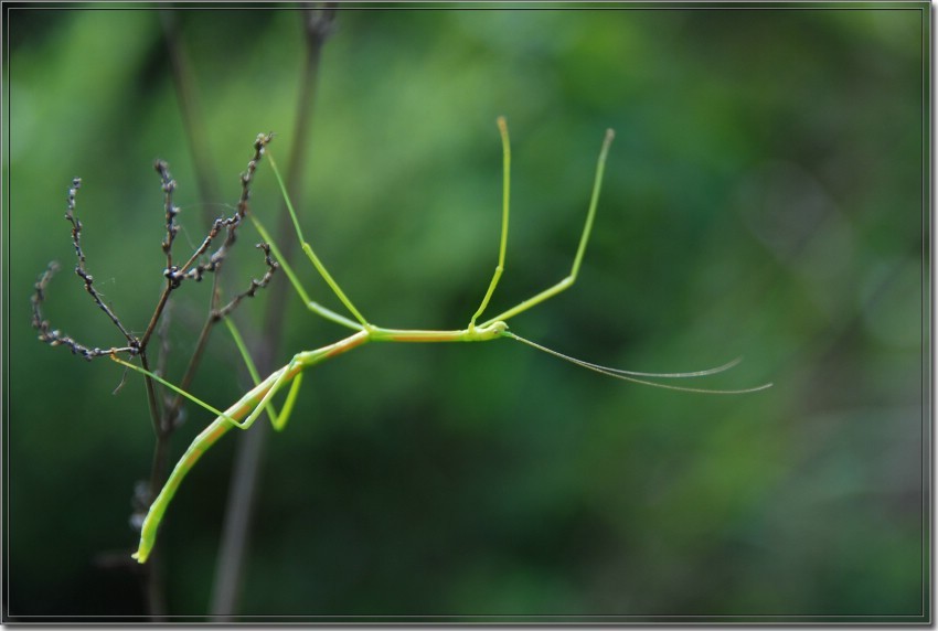 竹节虫-有翅亚纲生物竹节虫