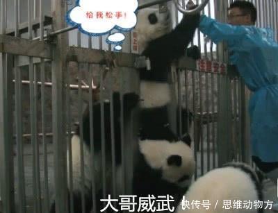 熊猫宝宝集体越狱,越狱的原因把人笑喷!熊猫:为